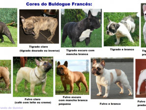 Você sabia? Curiosidades sobre o bulldog francês - Blog Casa do